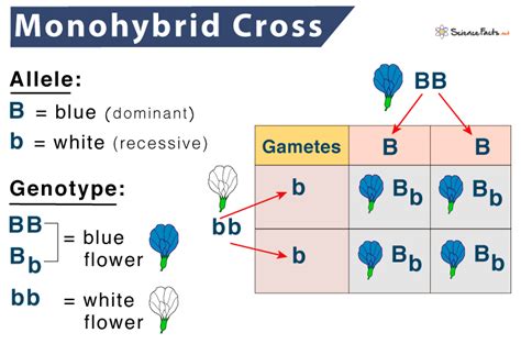 monohybrid cross definition